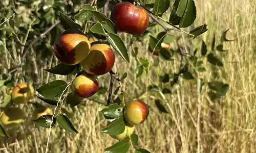 NT DAF expands jujube research as Central Australia eyes new horticultural opportunities
