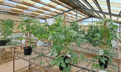 Tackling Fusarium wilt in Top End snake beans
