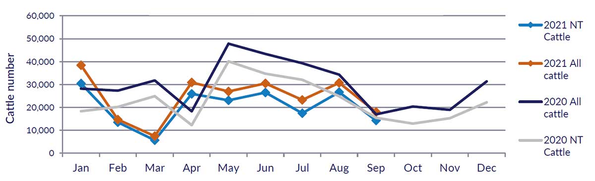 Graph showing cattle numbers through the Port of Darwin since January 2020