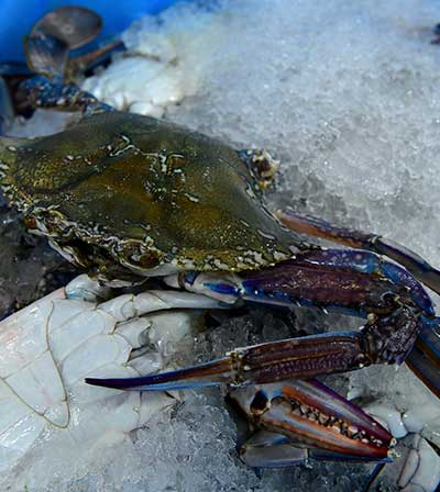 Mudcrab