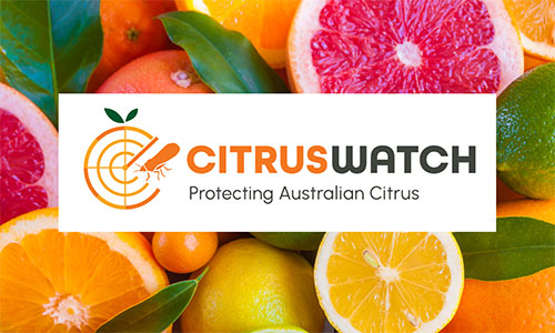 Help to protect our citrus industry - host a sticky trap in your garden