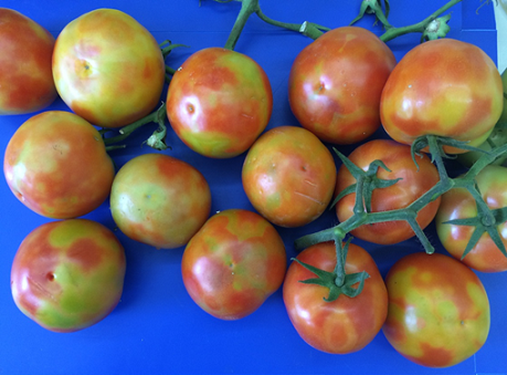 Tomato Brown Rugose Fruit Virus biosecurity risk