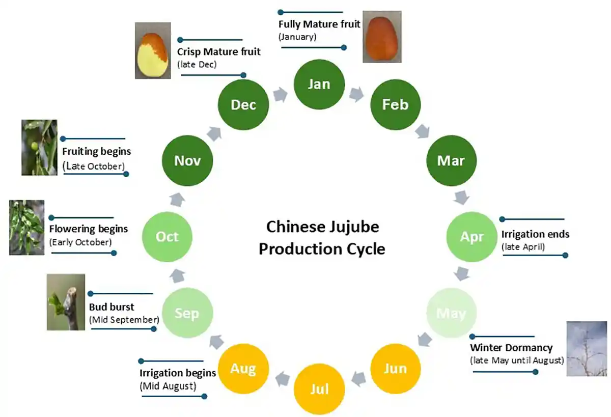 Chinese jujube production cycle in Alice Springs