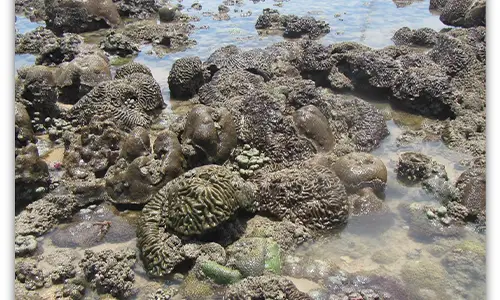 Marine pest survey 2025 report released