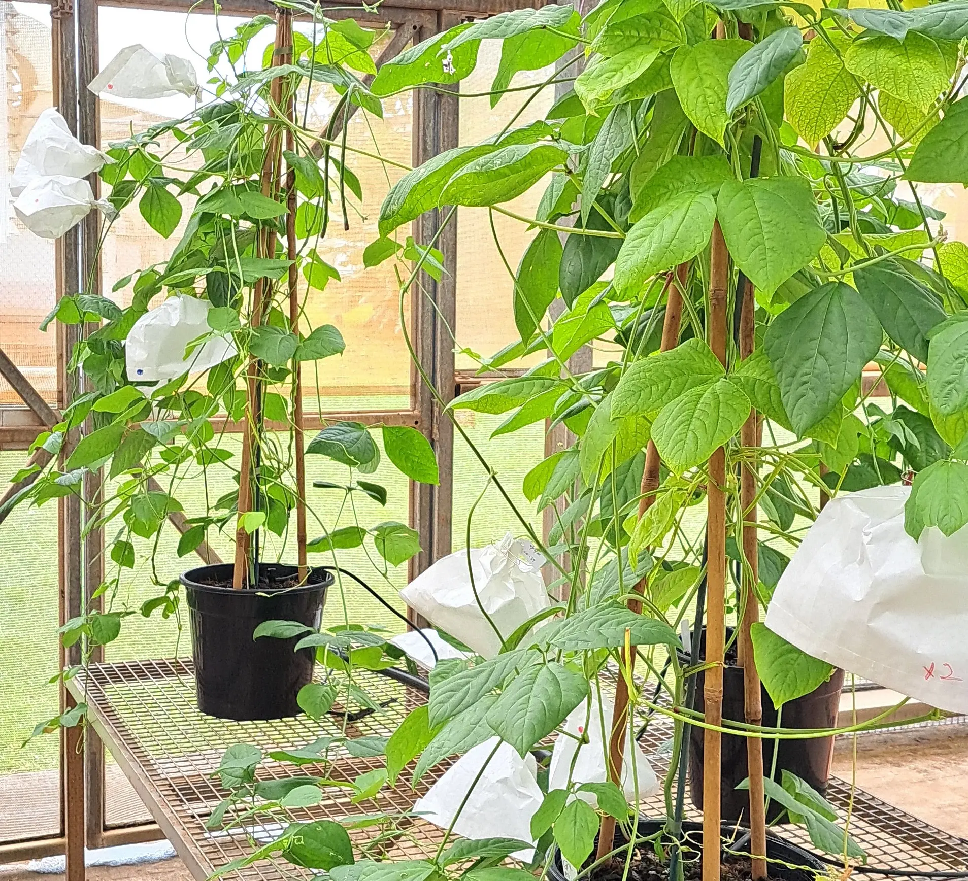 Potted plants with climbing stems growing on benches inside a greenhouse.