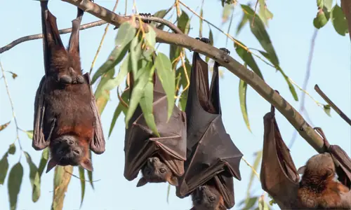 Little Red Flying Foxes