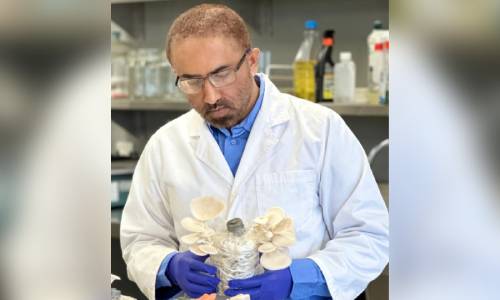 Cotton waste and mushroom research: outcomes emerging