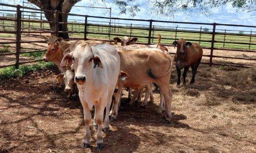 Monitoring for arbovirus in NT cattle
