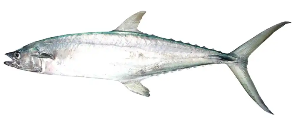 Territory Grey Mackerel populations are healthy, sustainable and delicious