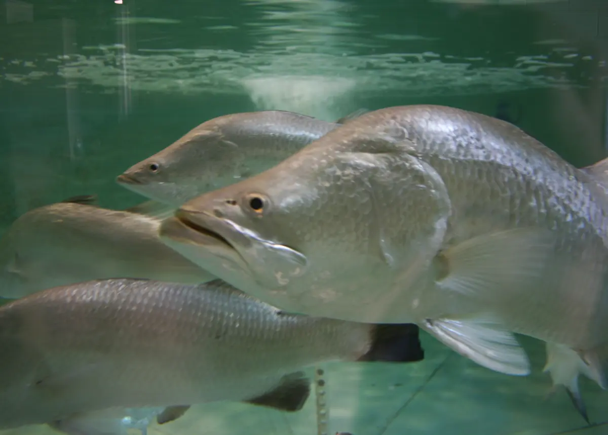 Update on barramundi fishery reform
