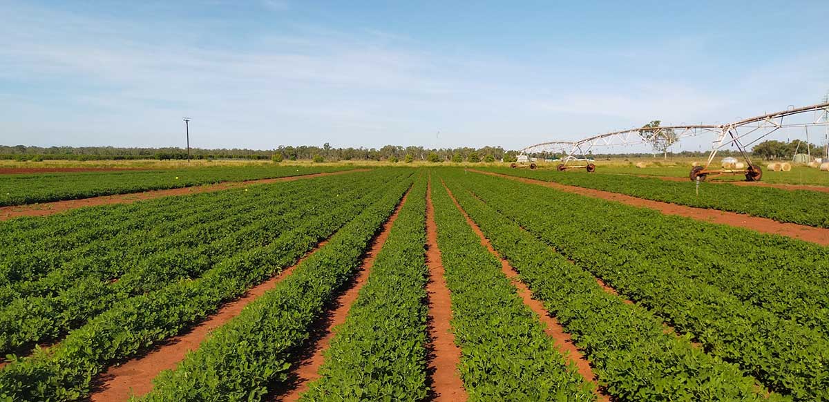 Peanut crop