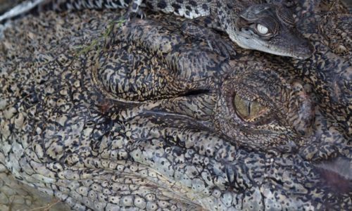 NT Crocodile Farming Industry Strategic Plan 2024-33