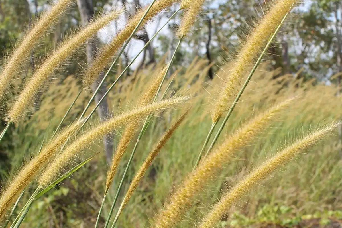 New field guide to help Territory growers tackle crop weeds