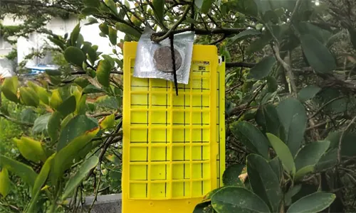 Help to protect Australia’s citrus industry