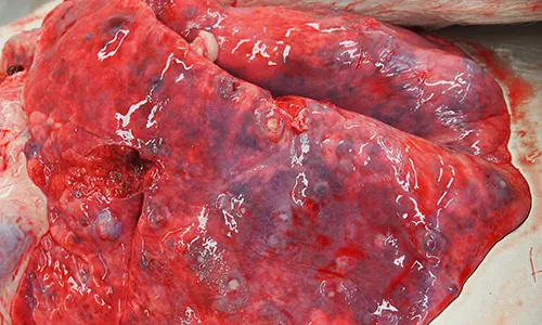 Animal melioidosis in the NT