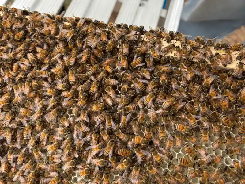 Close-up of bees on a honeycomb frame.