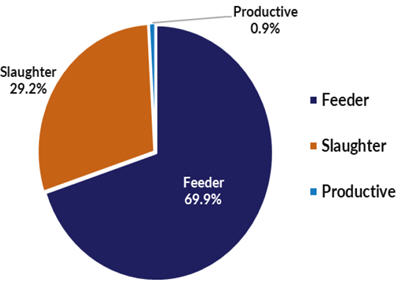 Live cattle and buffalo exports by type