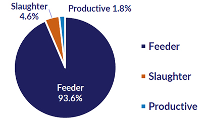 Live cattle and buffalo exports by type