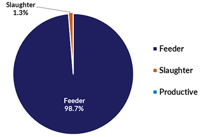 Live cattle and buffalo exports by type