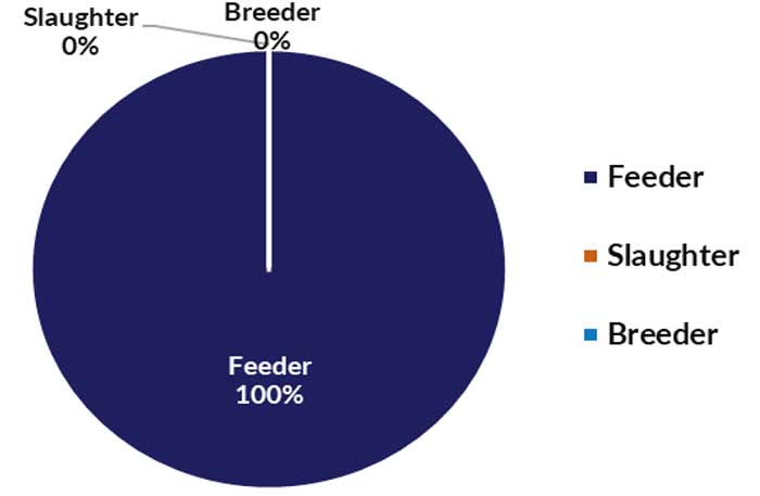 Pie chart of live cattle and buffalo exports - feeder 100%