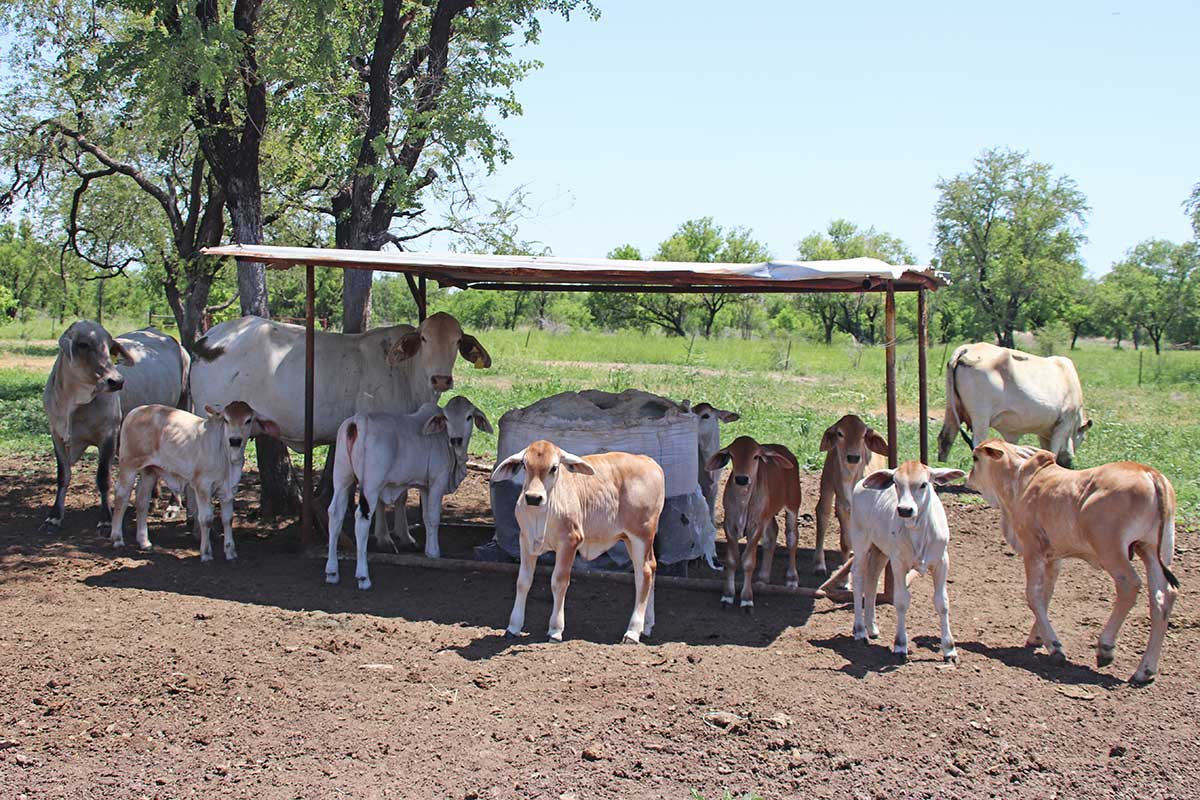 Cattle in paddock