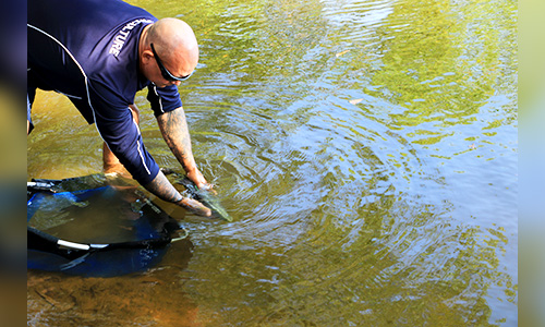 Over 115,000 Barra to be released in Top End