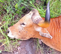 Lumpy Skin Disease on cattle