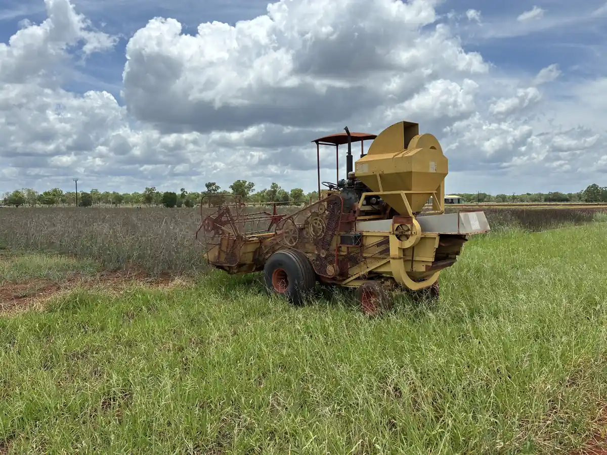 Cue harvester ready to harvest fennel seed in a crop field.