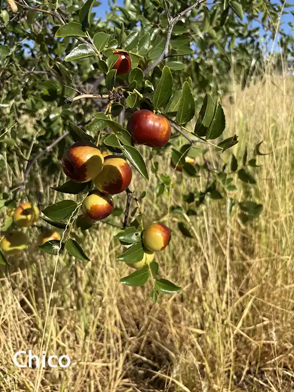 Figure 2 Fruit-bearing trees of Chico.