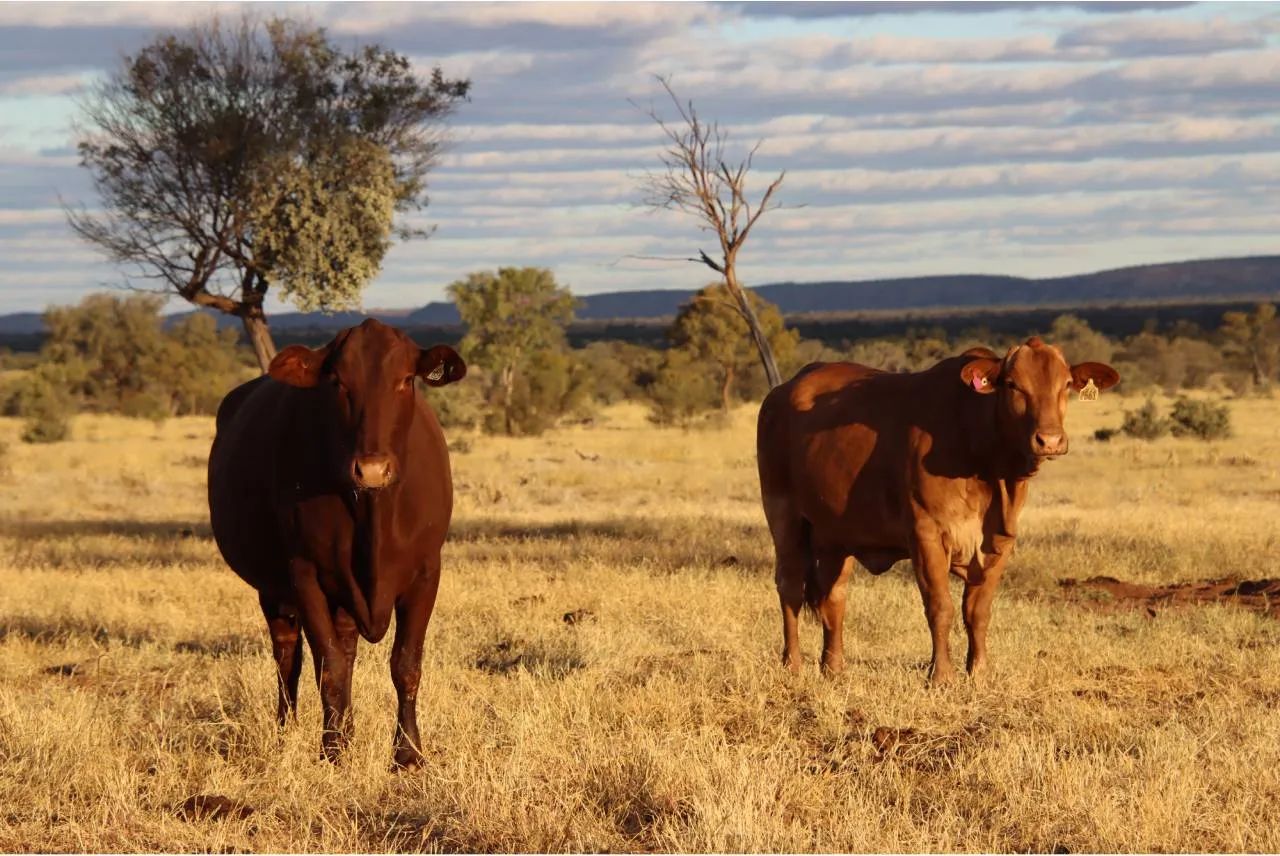 Producers invited to Old Man Plains Field Day