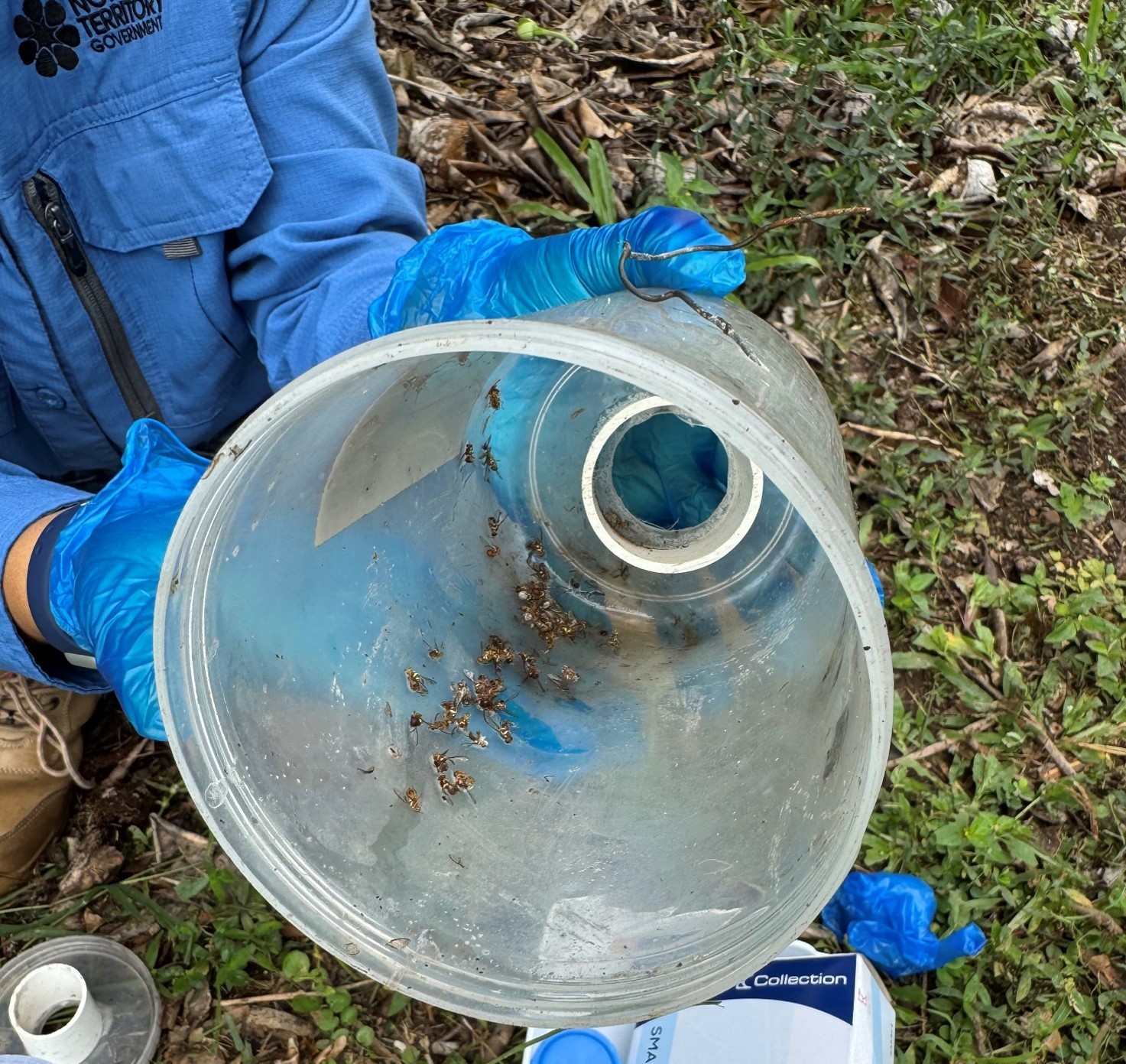 Behind the scenes of fruit fly surveillance in the Northern Territory