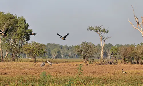 Northern Territory prepares following H5 bird flu detection