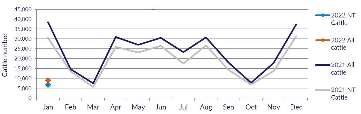 Graph showing cattle numbers through the Port of Darwin since January 2022, see table above for detailed data