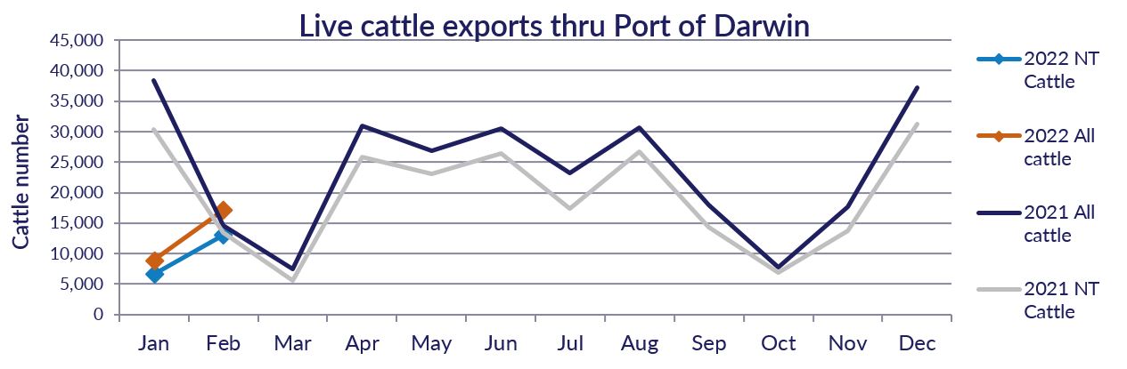 Graph showing cattle numbers through the Port of Darwin since February 2022, see table above for detailed data