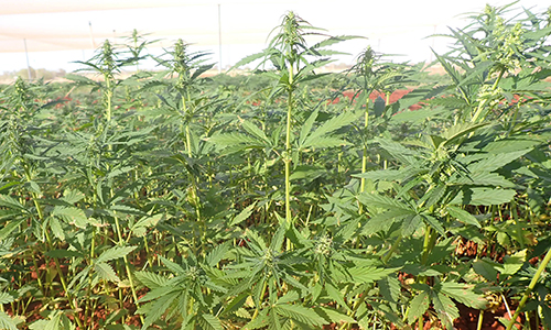 Register now for industrial hemp field day