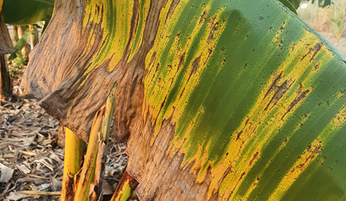 Help stop the spread of banana freckle in the Territory