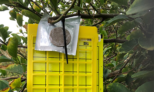 Help to protect our citrus industry - host a sticky trap in your garden