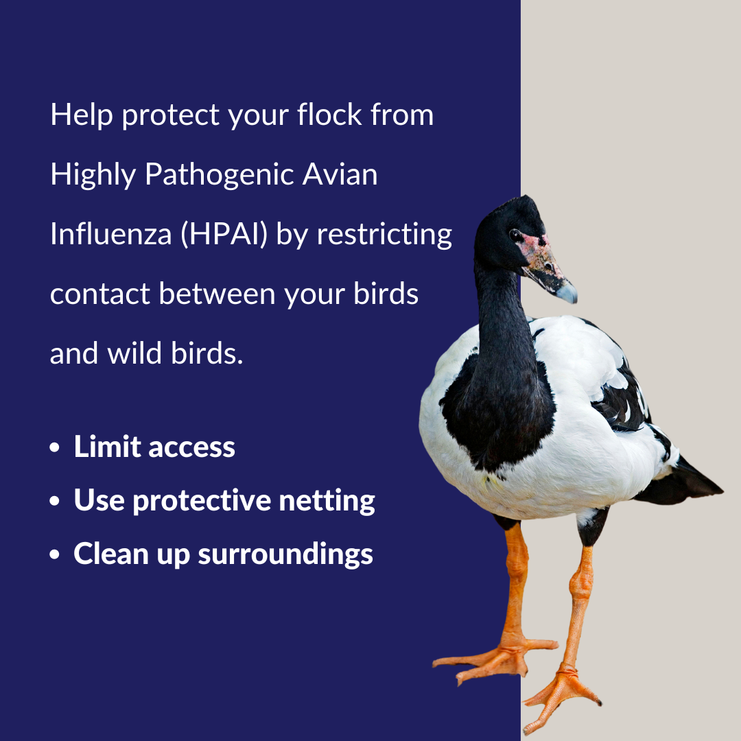 Avian influenza advice to limit access, use protective netting and clean up surroundings