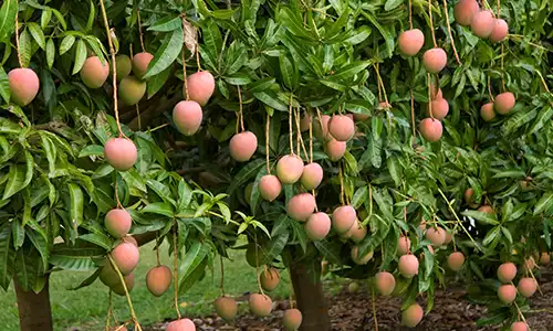 Mango leaves and fruits