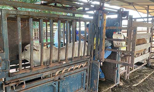 Heifer being scanned