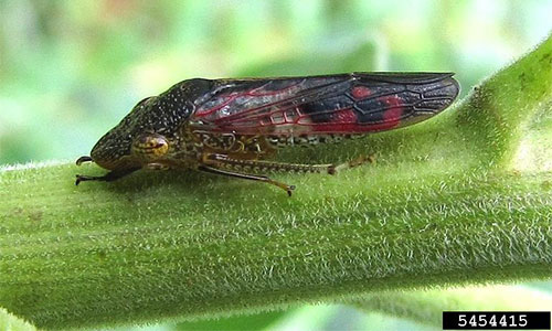 Help to protect our citrus industry - host a sticky trap in your garden