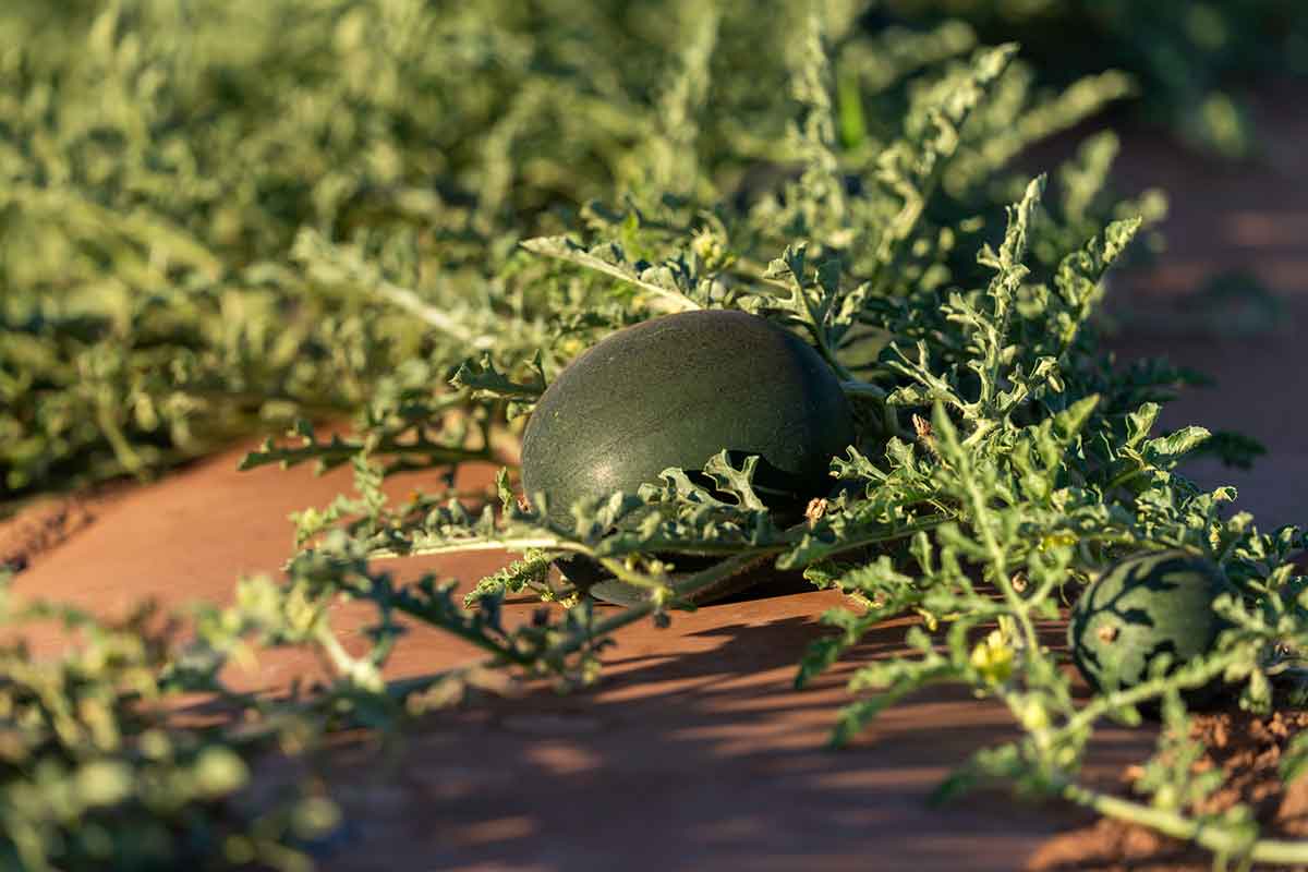 Melon on plant