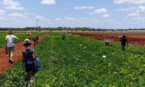 Students walking through a field