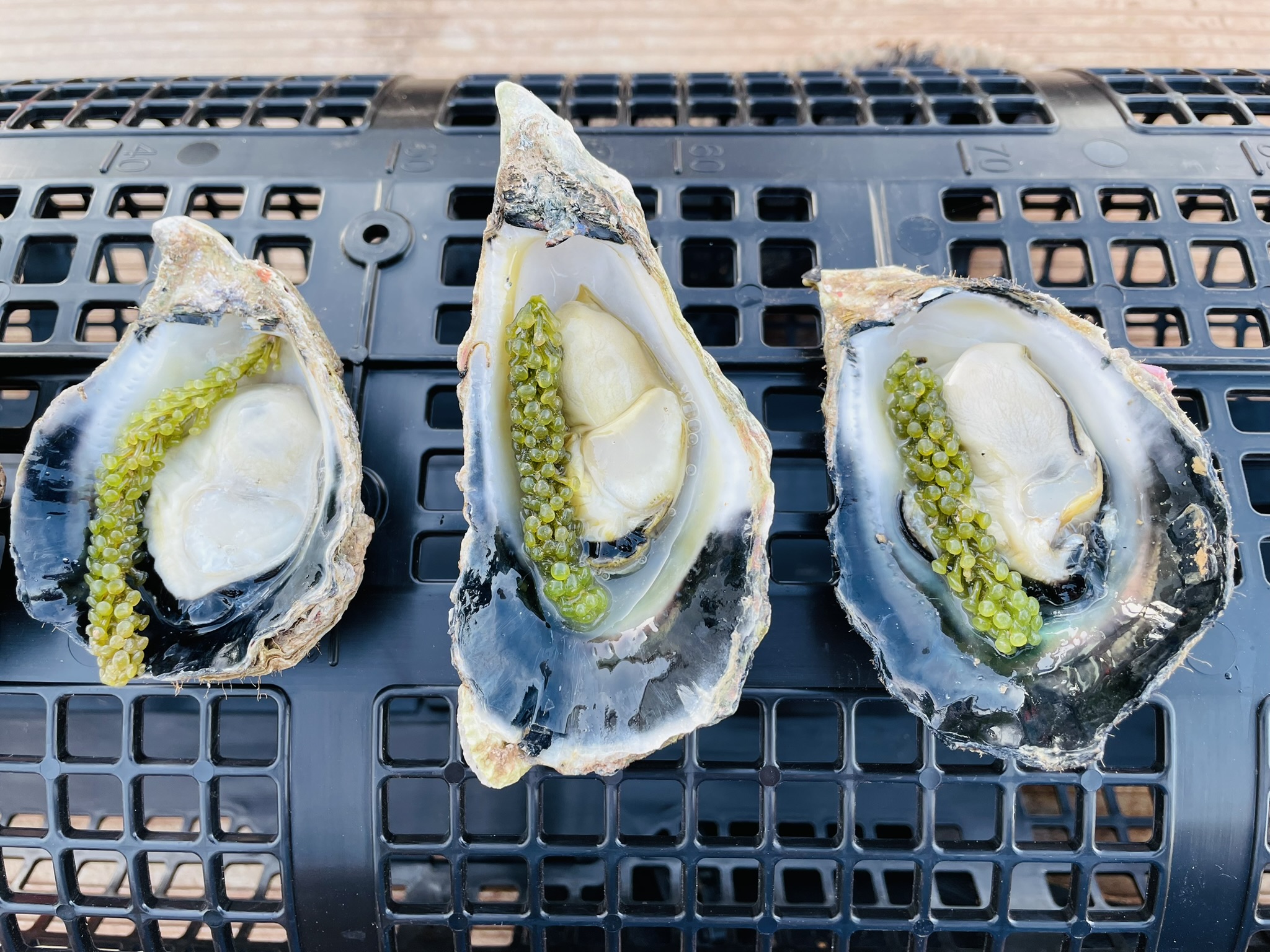 Fiji and northern Australia collaborate on Tropical Aquaculture Development