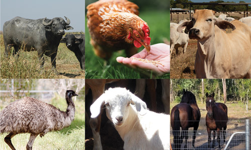 Strengthening the NT’s Animal Protection Laws