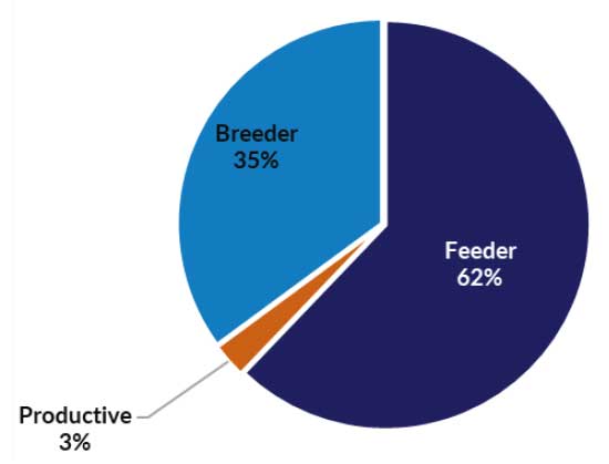 Breeder 35%; feeder 62%; production 3%.